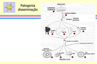 Patogenia
disseminação
 