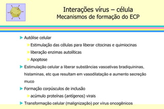  Autólise celular
Estimulação das células para liberar citocinas e quimiocinas
liberação enzimas autolíticas
Apoptose
 Estimulação celular a liberar substâncias vasoativas bradiquininas,
histaminas, etc que resultam em vasodilatação e aumento secreção
muco
 Formação corpúsculos de inclusão
acúmulo proteínas (antígenos) virais
 Transformação celular (malignização) por vírus oncogênicos
Interações vírus – célula
Mecanismos de formação do ECP
 
