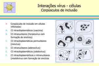 Interações vírus - células
Corpúsculos de inclusão
 Corpúsculos de inclusão em células
infectadas:
A. CI intracitoplasmáticos (vaccinia)
B. CI intranucleares (herpesvírus com
formação de sincícios)
C. CI intracitoplasmáticas perinucleares
(reovírus)
D. CI intranucleares (adenovírus)
E. CI intracitoplasmáticos (rabdovírus)
F. CI intracitoplasmárticos e intranucleares
(morbilivírus com formação de sincícios
 
