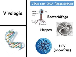 Bacteriófago
Herpes
HPV
(oncovírus)
Vírus com DNA (Desoxivírus)
Virologia
 