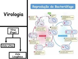 Reprodução do Bacteriófago
Ciclo Lítico
Ciclo
Lisogênico
Vírus
(Fago)
Virologia
 