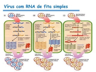Vírus com RNA de fita simples
 