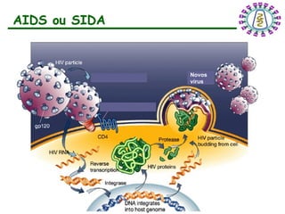 AIDS ou SIDA
Novos
vírus
 