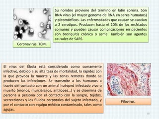 Virología básica.