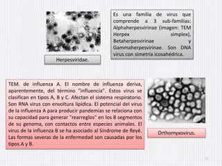 Virología básica.