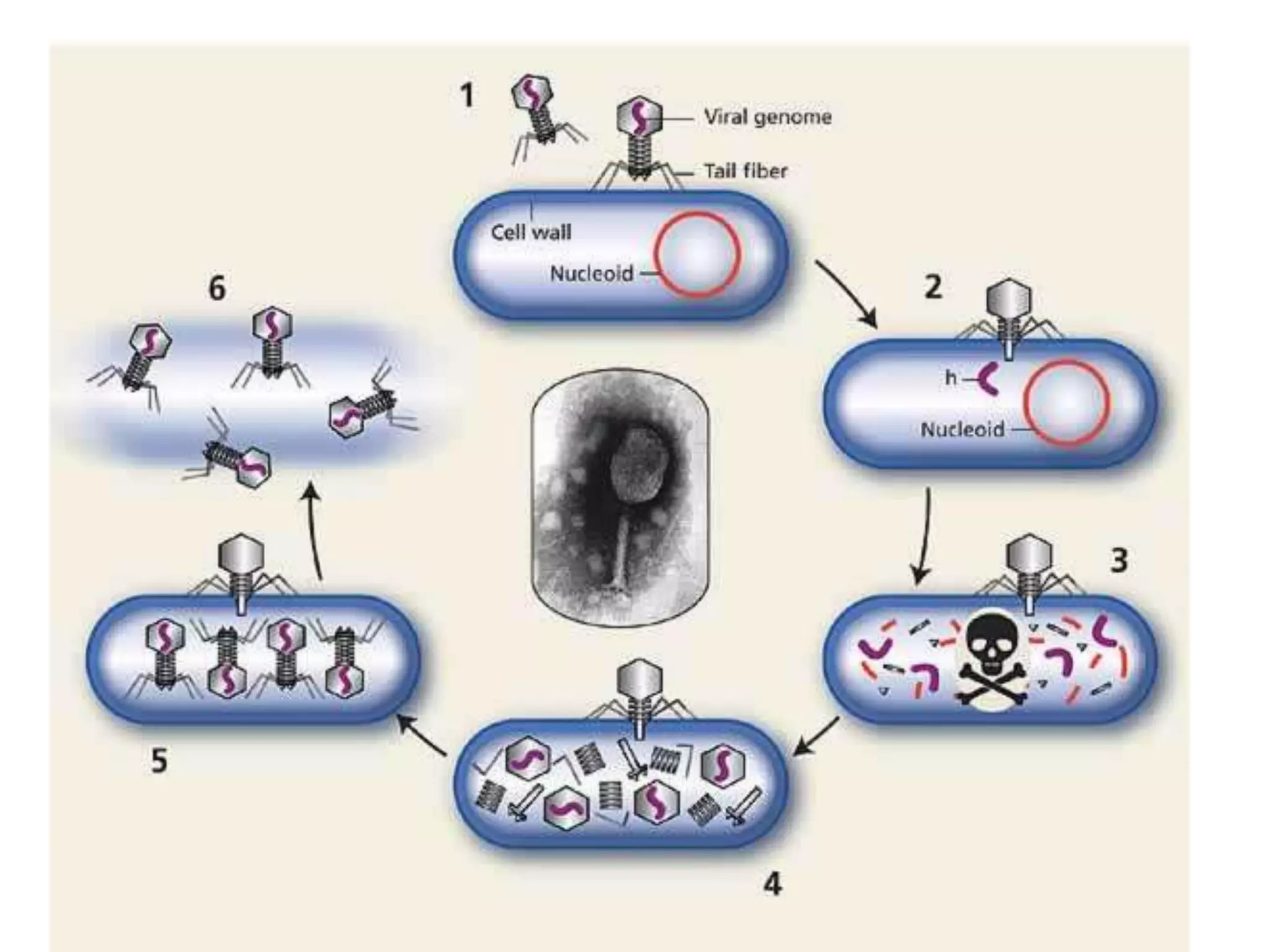 Virology Examples Virology | PPTX
