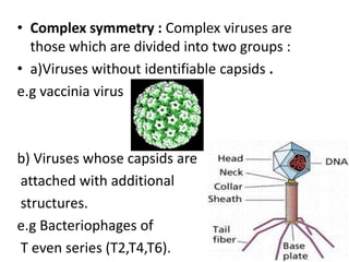 • Complex symmetry : Complex viruses are
  those which are divided into two groups :
• a)Viruses without identifiable capsids .
e.g vaccinia virus



b) Viruses whose capsids are
attached with additional
structures.
e.g Bacteriophages of
T even series (T2,T4,T6).
 
