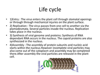 Life cycle
• 1)Entry : The virus enters the plant cell through stomatal openings
  or through through mechanical injuries on the plant surface.
• 2) Replication : The virus passes from one cell to another via the
  plamodesmata. Several particles invade the nucleus. Replication
  takes place in the nucleus.
• 3) Synthesis of viral genome and proteins: Synthesis of RNA
  dependant RNA occurs in the nucleus. The capsid proteins are also
  synthesized in the nucleus.
• 4)Assembly : The assembly of protein subunits and nucleic acid
  starts within the nucleus.However incomplete viral particles may
  also come out of the cytoplasm and assembly may be completed
  there.After assembly the viral particles are released in the plant
  cell.
 