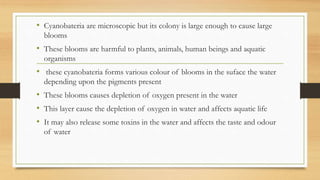• Cyanobateria are microscopic but its colony is large enough to cause large
blooms
• These blooms are harmful to plants, animals, human beings and aquatic
organisms
• these cyanobateria forms various colour of blooms in the suface the water
depending upon the pigments present
• These blooms causes depletion of oxygen present in the water
• This layer cause the depletion of oxygen in water and affects aquatic life
• It may also release some toxins in the water and affects the taste and odour
of water
 