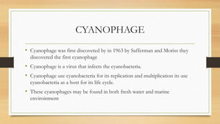 CYANOPHAGE
• Cyanophage was first discovered by in 1963 by Safferman and Moriss they
discovered the first cyanophage
• Cyanophage is a virus that infects the cyanobacteria.
• Cyanophage use cyanobacteria for its replication and multiplication its use
cyanobacteria as a host for its life cycle.
• These cyanophages may be found in both fresh water and marine
enviroinment
 
