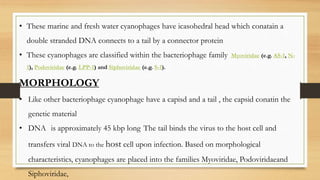 • These marine and fresh water cyanophages have icasohedral head which conatain a
double stranded DNA connects to a tail by a connector protein
• These cyanophages are classified within the bacteriophage family Myoviridae (e.g. AS-1, N-
1), Podoviridae (e.g. LPP-1) and Siphoviridae (e.g. S-1).
MORPHOLOGY
• Like other bacteriophage cyanophage have a capisd and a tail , the capsid conatin the
genetic material
• DNA is approximately 45 kbp long The tail binds the virus to the host cell and
transfers viral DNA to the host cell upon infection. Based on morphological
characteristics, cyanophages are placed into the families Myoviridae, Podoviridaeand
Siphoviridae,
 