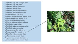 • Euphorbia leaf curl Guangxi virus
• Euphorbia leaf curl virus
• Euphorbia mosaic Peru virus
• Euphorbia mosaic virus
• Euphorbia yellow leaf curl virus
• Euphorbia yellow mosaic virus
• French bean leaf curl virus
• Hedyotis uncinella yellow mosaic virus
• Hemidesmus yellow mosaic virus
• Hibiscus golden mosaic virus
• Hibiscus yellow vein leaf curl virus
• Hollyhock leaf curl virus
• Hollyhock yellow vein mosaic virus
• Hollyhock yellow vein virus
• Honeysuckle yellow vein virus
• Horsegram yellow mosaic virus
• Hybanthus yellow mosaic virus
• Indian cassava mosaic virus
• Jacquemontia mosaic Yucatan virus
• Jacquemontia yellow mosaic virus
 