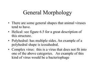 General Morphology
• There are some general shapes that animal viruses
tend to have.
• Helical: see figure 6.5 for a great description of
this structure.
• Polyhedral: has multiple sides. An example of a
polyhedral shape is icosahedral.
• Complex virus: this is a virus that does not fit into
one of the above categories. An example of this
kind of virus would be a bacteriophage
 