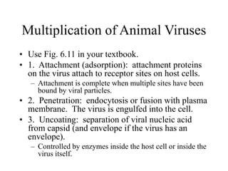 Multiplication of Animal Viruses
• Use Fig. 6.11 in your textbook.
• 1. Attachment (adsorption): attachment proteins
on the virus attach to receptor sites on host cells.
– Attachment is complete when multiple sites have been
bound by viral particles.
• 2. Penetration: endocytosis or fusion with plasma
membrane. The virus is engulfed into the cell.
• 3. Uncoating: separation of viral nucleic acid
from capsid (and envelope if the virus has an
envelope).
– Controlled by enzymes inside the host cell or inside the
virus itself.
 