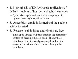 • 4. Biosynthesis of DNA viruses: replication of
DNA in nucleus of host cell using host enzymes
– Synthesize capsid and other viral components in
cytoplasm using host cell enzymes
• 5. Assembly: capsid is formed and the nucleic
acid is inserted.
• 6. Release: cell is lysed and virions are free.
– Enveloped viruses will push through the membrane
instead of breaking the cell open. The host cell
membrane contains viral protein spikes that then
surround the virion when it pushes through the
membrane.
 