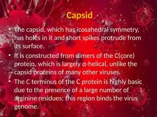 Comprehensive Overview of Hepadna Virus: Structure, Replication, and ...