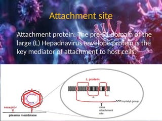 Comprehensive Overview of Hepadna Virus: Structure, Replication, and ...