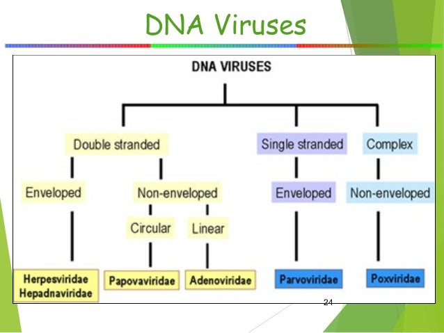 classification of virus and basic terms