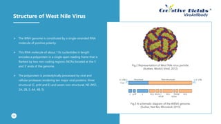 Structure of West Nile Virus
➢ The WNV genome is constituted by a single-stranded RNA
molecule of positive polarity.
➢ This RNA molecule of about 11k nucleotides in length
encodes a polyprotein in a single open reading frame that is
flanked by two non-coding regions (NCRs) located at the 5’
and 3’ ends of the genome.
➢ The polyprotein is proteolytically processed by viral and
cellular proteases rendering ten major viral proteins: three
structural (C, prM and E) and seven non-structural, NS (NS1,
2A, 2B, 3, 4A, 4B, 5).
04
Fig.2 Representation of West Nile virus particle.
(Acebes, World J Virol, 2012)
Fig.3 A schematic diagram of the WENV genome.
(Suthar, Nat Rev Microbiol, 2013)
 
