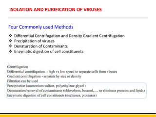 VIROLOGY - CULTIVATION AND DETECTION OF VIRUS | PPTX