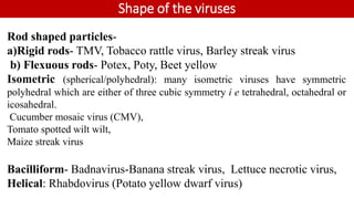 Shape of the viruses
Rod shaped particles-
a)Rigid rods- TMV, Tobacco rattle virus, Barley streak virus
b) Flexuous rods- Potex, Poty, Beet yellow
Isometric (spherical/polyhedral): many isometric viruses have symmetric
polyhedral which are either of three cubic symmetry i e tetrahedral, octahedral or
icosahedral.
Cucumber mosaic virus (CMV),
Tomato spotted wilt wilt,
Maize streak virus
Bacilliform- Badnavirus-Banana streak virus, Lettuce necrotic virus,
Helical: Rhabdovirus (Potato yellow dwarf virus)
 