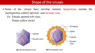 Shape of the viruses
 Some of the viruses have envelop contains lipoproteins outside the
nucleoprotein called Lipovirus and envelop virus.
Ex. Tomato spotted wilt virus,
Potato yellow dwarf
 