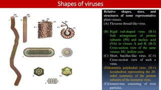 Shapes of viruses
 