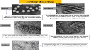 Bacilliform
Isometric Rod-shaped
Morphology of plant viruses
12 nm in dia and more flexuous than the rod-shaped particles. Up to 1000 nm long, or even
longer in some instances. Potato virus Y, genus Potyvirus with particles 740 nm long
Twinned isometric particles about 30 x 18 nm. These particles are diagnostic for viruses in the
family Geminiviridae Widespread in many crops especially in tropical regions. Begomovirus.
Apparently spherical and (depending on the species) from about 18nm in
diameter upwards. Tobacco necrosis virus, genus Necrovirus with particles 26
nm in dia
20-25 nm in dia & 100 to 300 nm long. Appear rigid and often have a clear central canal
.Some viruses have two or more different lengths of particle and these contain different
genome components. Tobacco mosaic virus, with particles 300 nm long.
Filamentous
Short round-ended rods. These come in various forms up to about 30 nm wide
and 300 nm long. The example here shows Cocoa swollen shoot virus,
genus Badnavirus with particles 28 x 130 nm.
Geminate
 