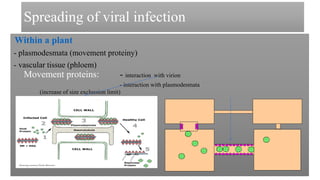 Spreading of viral infection
Within a plant
- plasmodesmata (movement proteiny)
- vascular tissue (phloem)
Movement proteins: - interaction with virion
- interaction with plasmodesmata
(increase of size exclussion limit)
 