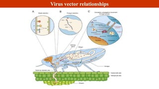 Virus vector relationships
 