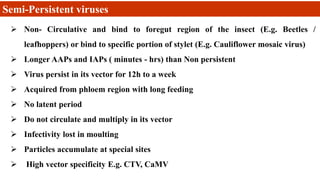 Semi-Persistent viruses
 Non- Circulative and bind to foregut region of the insect (E.g. Beetles /
leafhoppers) or bind to specific portion of stylet (E.g. Cauliflower mosaic virus)
 Longer AAPs and IAPs ( minutes - hrs) than Non persistent
 Virus persist in its vector for 12h to a week
 Acquired from phloem region with long feeding
 No latent period
 Do not circulate and multiply in its vector
 Infectivity lost in moulting
 Particles accumulate at special sites
 High vector specificity E.g. CTV, CaMV
 
