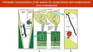Schematic representation of the models for nonpersistent and semipersistent
virus transmission
 