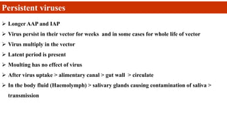 Persistent viruses
 Longer AAP and IAP
 Virus persist in their vector for weeks and in some cases for whole life of vector
 Virus multiply in the vector
 Latent period is present
 Moulting has no effect of virus
 After virus uptake > alimentary canal > gut wall > circulate
 In the body fluid (Haemolymph) > salivary glands causing contamination of saliva >
transmission
 