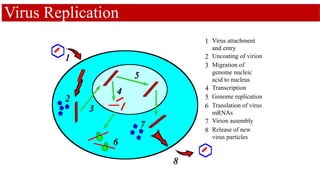 Virus Replication
1 Virus attachment
and entry
1 2 Uncoating of virion
2
3 Migration of
genome nucleic
acid to nucleus
3
4 Transcription
5 Genome replication
4
5
6 Translation of virus
mRNAs
6
7 Virion assembly
7
8 Release of new
virus particles
8
 