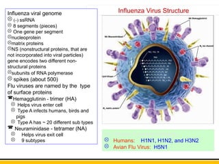 Comprehensive Overview of the Human Influenza Virus | PPTX