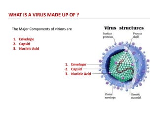 WHAT IS A VIRUS MADE UP OF ?
The Major Components of virions are
1. Envelope
2. Capsid
3. Nucleic Acid
1. Envelope
2. Capsid
3. Nucleic Acid
 