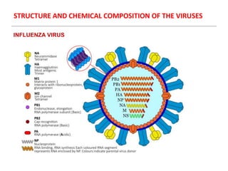 STRUCTURE AND CHEMICAL COMPOSITION OF THE VIRUSES
INFLUENZA VIRUS
 