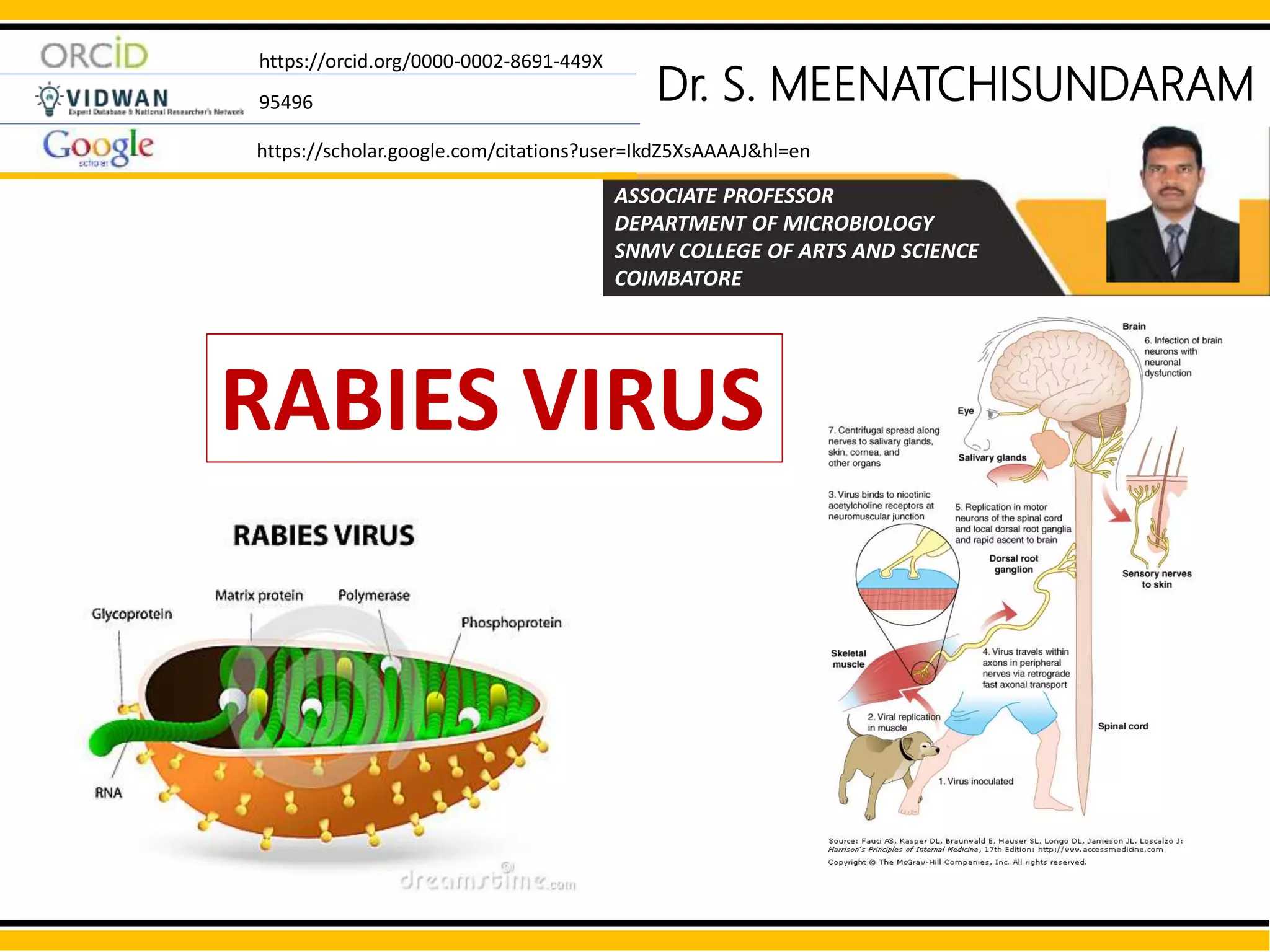 6 Simplified Rabies Virus Life Cycle The Life Cycle Can