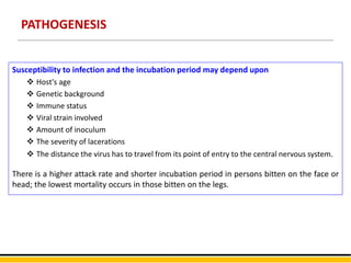 PATHOGENESIS
Susceptibility to infection and the incubation period may depend upon
 Host's age
 Genetic background
 Immune status
 Viral strain involved
 Amount of inoculum
 The severity of lacerations
 The distance the virus has to travel from its point of entry to the central nervous system.
There is a higher attack rate and shorter incubation period in persons bitten on the face or
head; the lowest mortality occurs in those bitten on the legs.
 
