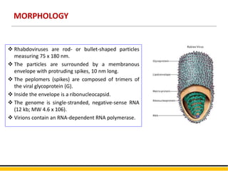 MORPHOLOGY
 Rhabdoviruses are rod- or bullet-shaped particles
measuring 75 x 180 nm.
 The particles are surrounded by a membranous
envelope with protruding spikes, 10 nm long.
 The peplomers (spikes) are composed of trimers of
the viral glycoprotein (G).
 Inside the envelope is a ribonucleocapsid.
 The genome is single-stranded, negative-sense RNA
(12 kb; MW 4.6 x 106).
 Virions contain an RNA-dependent RNA polymerase.
 