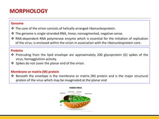 MORPHOLOGY
Genome
 The core of the virion consists of helically arranged ribonucleoprotein.
 The genome is single-stranded RNA, linear, nonsegmented, negative-sense.
 RNA-dependent RNA polymerase enzyme which is essential for the initiation of replication
of the virus, is enclosed within the virion in association with the ribonucleoprotein core.
Proteins
 Protruding from the lipid envelope are approximately 200 glycoprotein (G) spikes of the
virus, hemagglutinin activity.
 Spikes do not cover the planar end of the virion.
Membrane or matrix (M) protein
 Beneath the envelope is the membrane or matrix (M) protein and is the major structural
protein of the virus which may be invaginated at the planar end
 