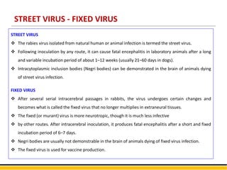STREET VIRUS - FIXED VIRUS
STREET VIRUS
 The rabies virus isolated from natural human or animal infection is termed the street virus.
 Following inoculation by any route, it can cause fatal encephalitis in laboratory animals after a long
and variable incubation period of about 1–12 weeks (usually 21–60 days in dogs).
 Intracytoplasmic inclusion bodies (Negri bodies) can be demonstrated in the brain of animals dying
of street virus infection.
FIXED VIRUS
 After several serial intracerebral passages in rabbits, the virus undergoes certain changes and
becomes what is called the fixed virus that no longer multiplies in extraneural tissues.
 The fixed (or murant) virus is more neurotropic, though it is much less infective
 by other routes. After intracerebral inoculation, it produces fatal encephalitis after a short and fixed
incubation period of 6–7 days.
 Negri bodies are usually not demonstrable in the brain of animals dying of fixed virus infection.
 The fixed virus is used for vaccine production.
 