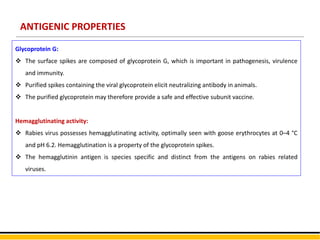 ANTIGENIC PROPERTIES
Glycoprotein G:
 The surface spikes are composed of glycoprotein G, which is important in pathogenesis, virulence
and immunity.
 Purified spikes containing the viral glycoprotein elicit neutralizing antibody in animals.
 The purified glycoprotein may therefore provide a safe and effective subunit vaccine.
Hemagglutinating activity:
 Rabies virus possesses hemagglutinating activity, optimally seen with goose erythrocytes at 0–4 °C
and pH 6.2. Hemagglutination is a property of the glycoprotein spikes.
 The hemagglutinin antigen is species specific and distinct from the antigens on rabies related
viruses.
 