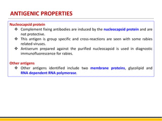ANTIGENIC PROPERTIES
Nucleocapsid protein
 Complement fixing antibodies are induced by the nucleocapsid protein and are
not protective.
 This antigen is group specific and cross-reactions are seen with some rabies
related viruses.
 Antiserum prepared against the purified nucleocapsid is used in diagnostic
immunofluorescence for rabies.
Other antigens
 Other antigens identified include two membrane proteins, glycolipid and
RNA dependent RNA polymerase.
 