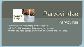  DNA virus - infects humans only
 Parvovirus B19 infections
• Erythema infectiosum (Fifth disease) – headache rash and c...