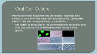  Patient specimens inoculated onto cell cultures, incubated for a
number of days, then read under light microscopy for “Cytopathic
effect” – the effect viral growth has on the cell line
• The pattern of destruction of the cell monolayer is specific for each
virus type and the time in which destruction occurs is virus
specific.
 
