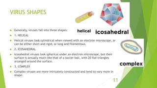 VIRUS SHAPES
 Generally, viruses fall into three shapes:
 1. HELICAL
 Helical viruses look cylindrical when viewed with an electron microscope, and
can be either short and rigid, or long and filamentous.
 2. ICOSAHEDRAL
 Icosahedral viruses look spherical under an electron microscope, but their
surface is actually much like that of a soccer ball, with 20 flat triangles
arranged around the surface.
 3. COMPLEX
 Complex viruses are more intricately constructed and tend to vary more in
shape.
11
 