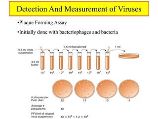 Detection And Measurement of Viruses
•Plaque Forming Assay
•Initially done with bacteriophages and bacteria
 