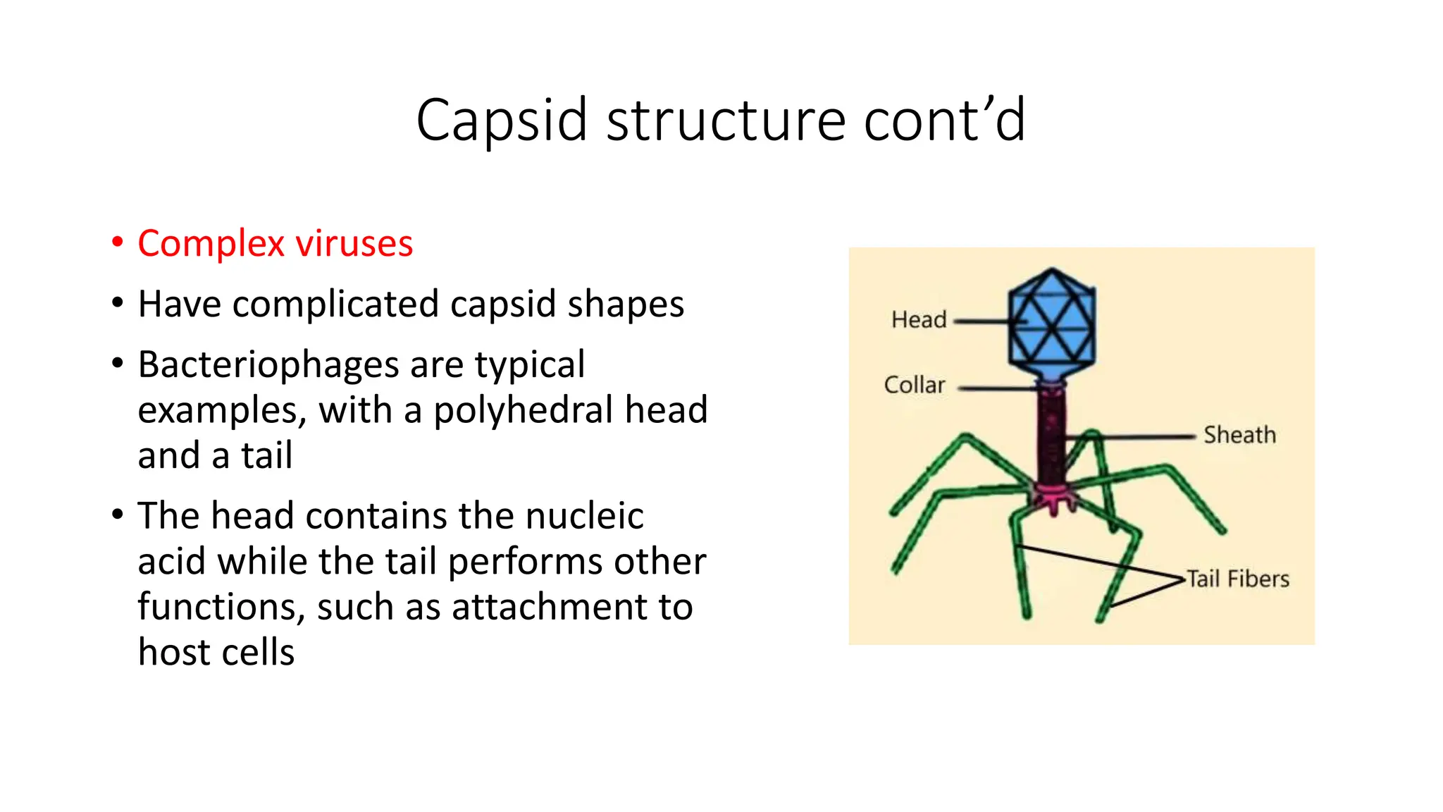 Capsid structure cont’d
• Complex viruses
• Have complicated capsid shapes
• Bacteriophages are typical
examples, with a polyhedral head
and a tail
• The head contains the nucleic
acid while the tail performs other
functions, such as attachment to
host cells
 