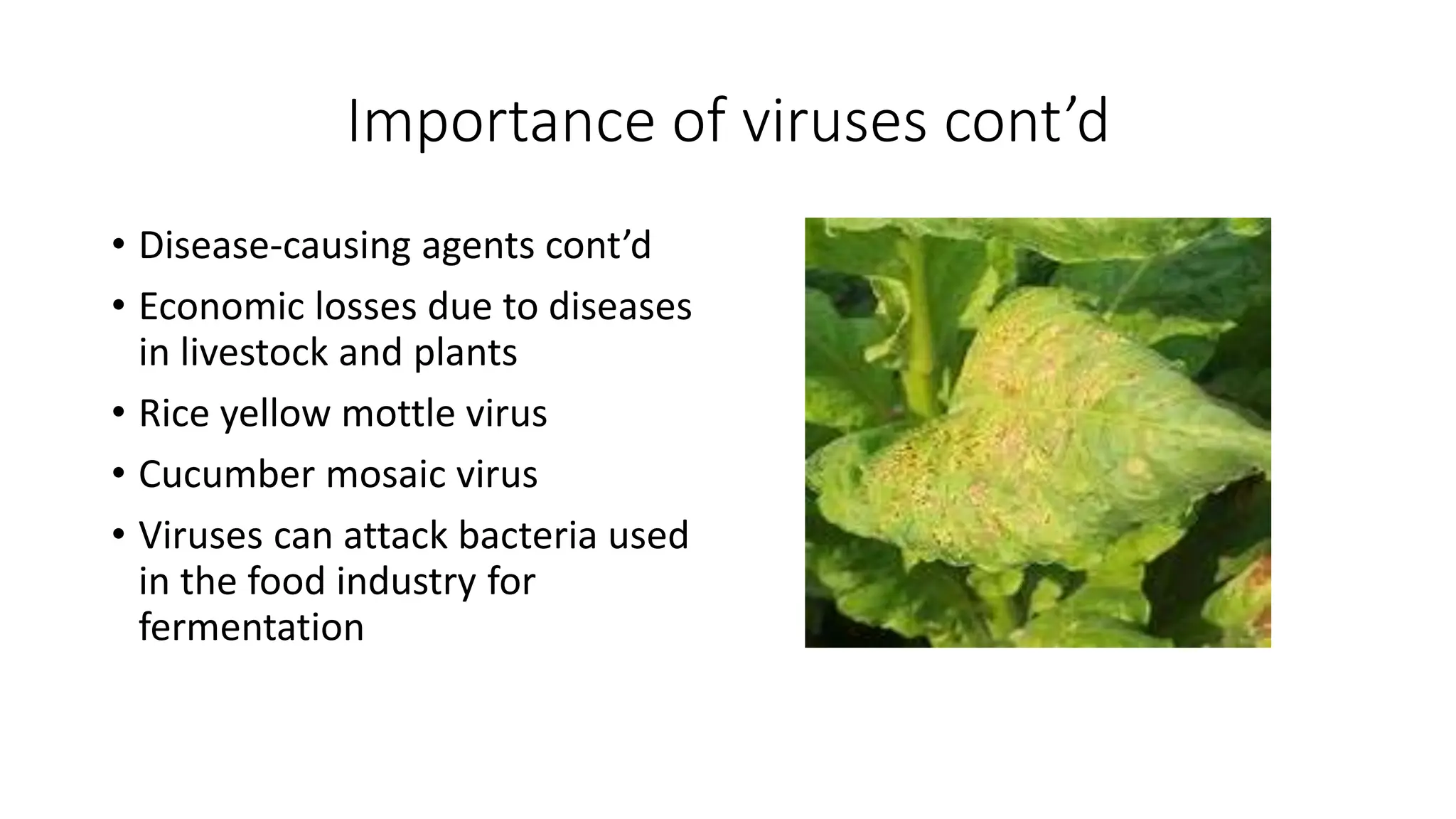 Importance of viruses cont’d
• Disease-causing agents cont’d
• Economic losses due to diseases
in livestock and plants
• Rice yellow mottle virus
• Cucumber mosaic virus
• Viruses can attack bacteria used
in the food industry for
fermentation
 